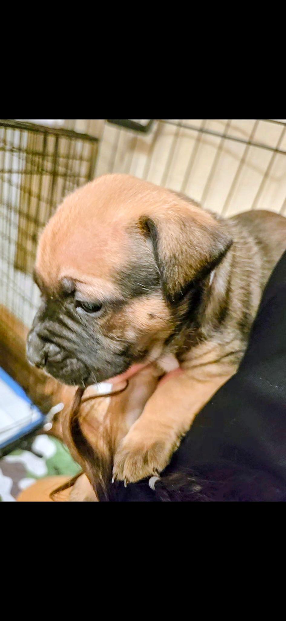 Enlarge Jovie (Cream Collar), a Adoptable Mastiff in Chambersburg, PA image 3/3