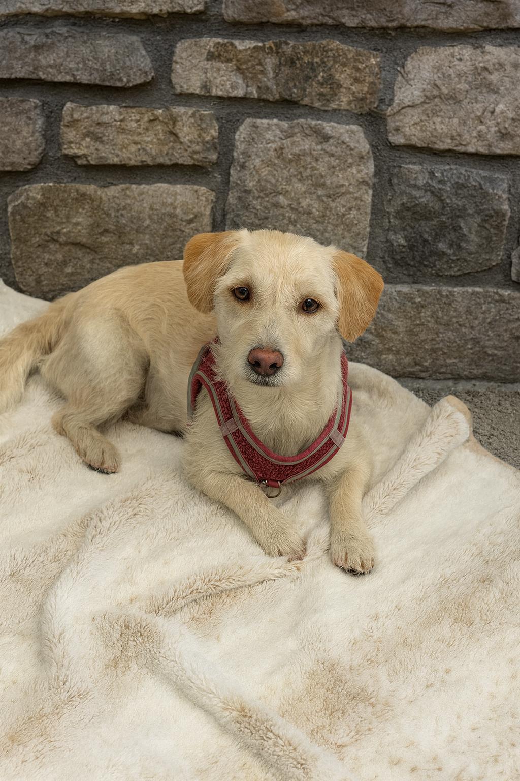 Spanky, Adoptable, Young Male Terrier.