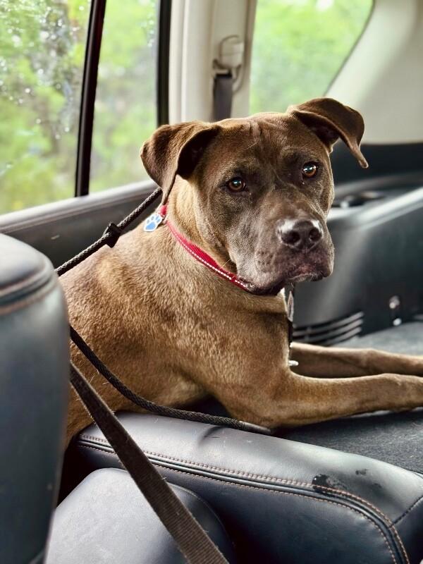 Tookie Bear Built for Snuggles — thumbnail 4