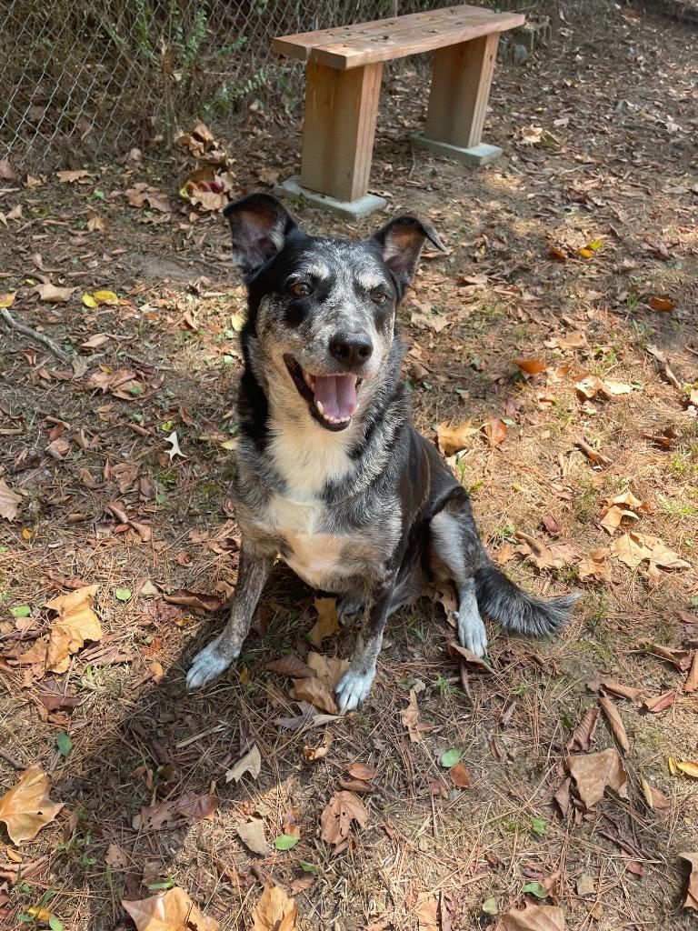 Boyd, a Adoptable mixed breed in Mena, AR image 1/2