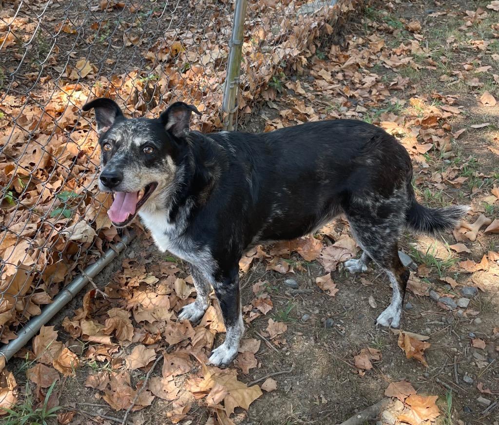 Boyd, a Adoptable mixed breed in Mena, AR image 2/2