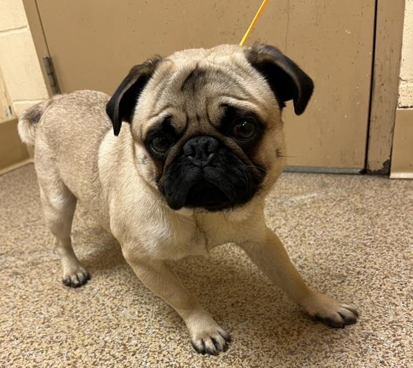 Enlarge Linus, a Adoptable mixed breed in Salem, OR image 1/1