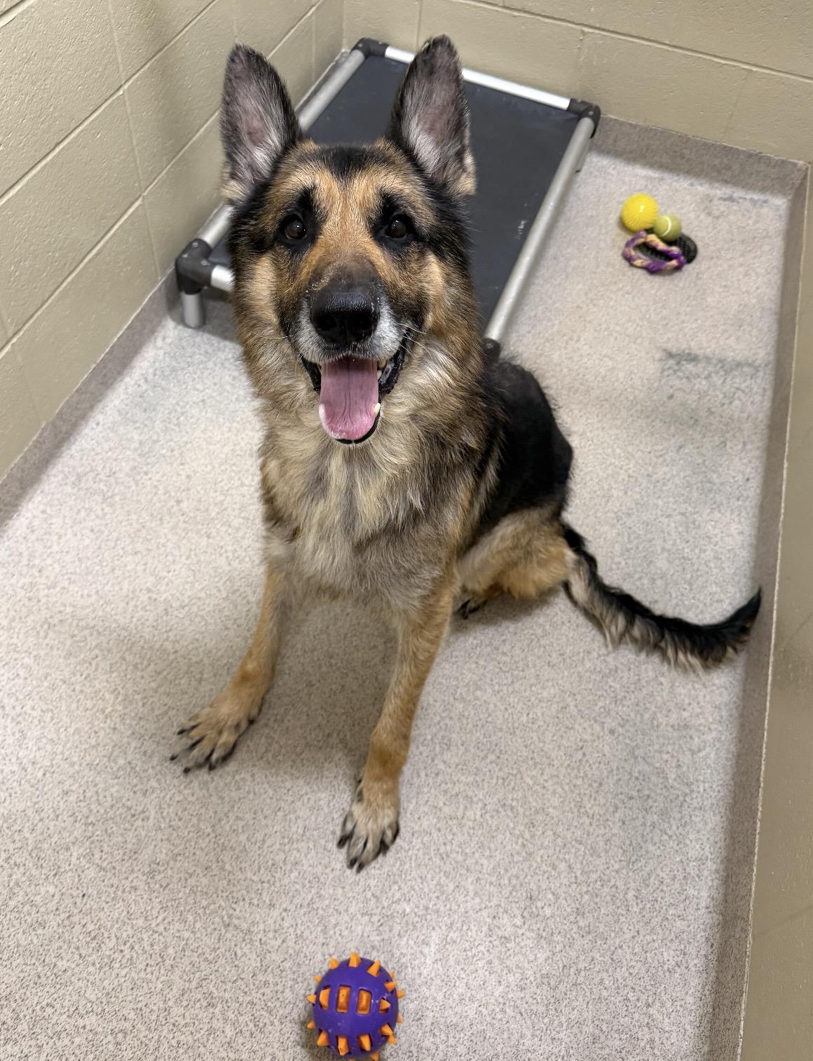 Oscar, adopted, Adult Male German Shepherd Dog.