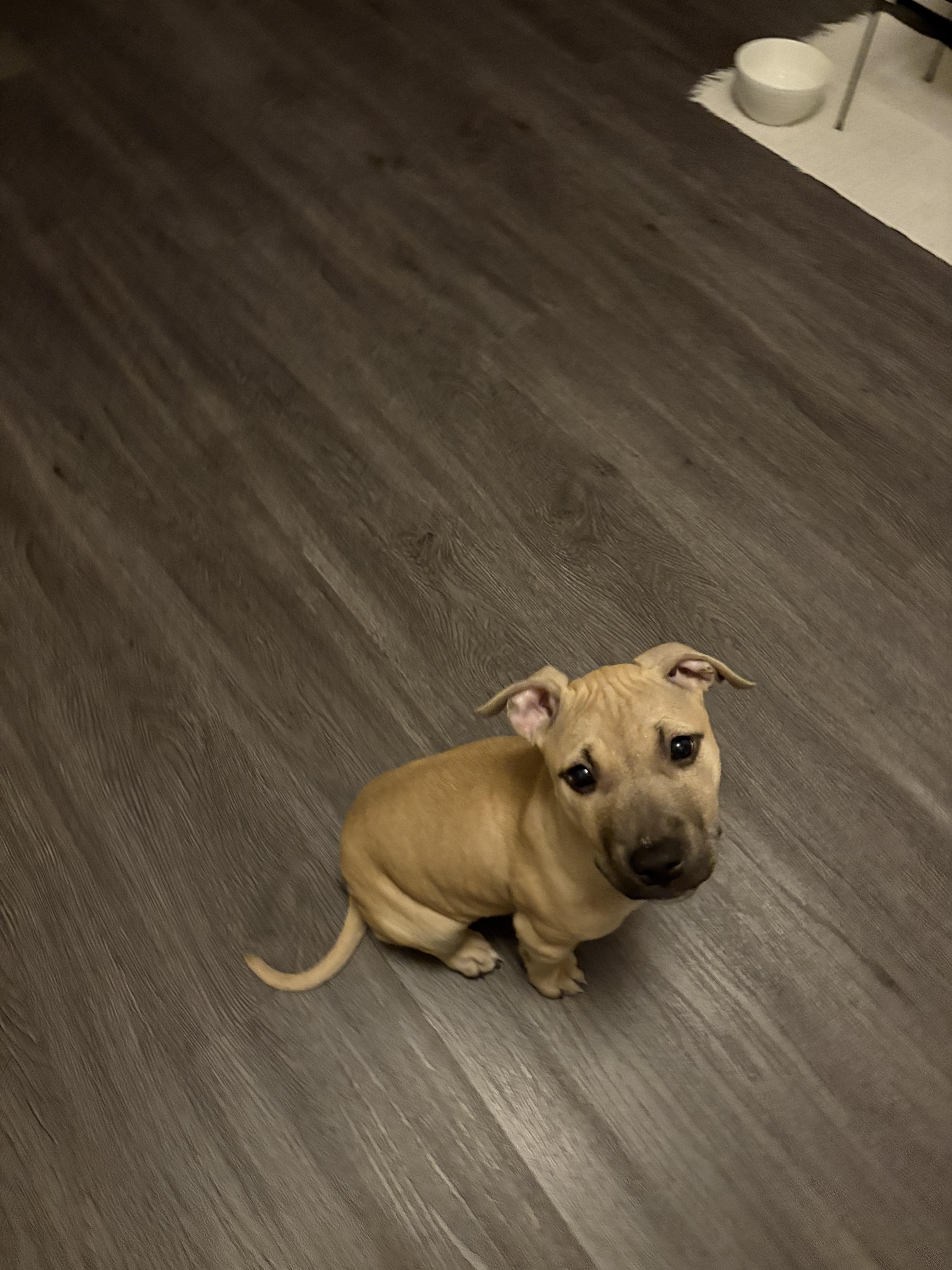 Enlarge Matilda, a ADOPTABLE mixed breed in Oceanport, NJ image 3/4