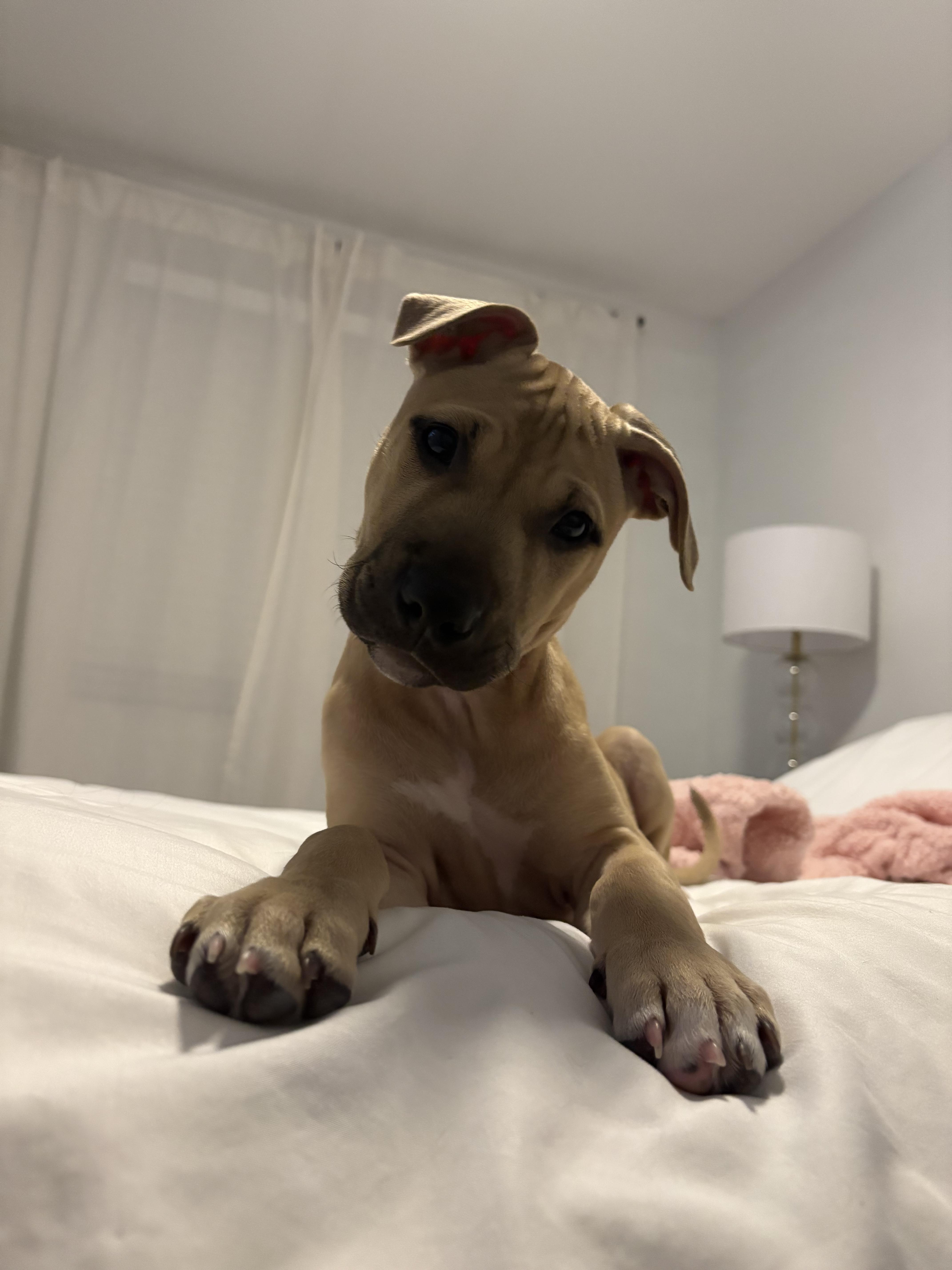 Enlarge Matilda, a ADOPTABLE mixed breed in Oceanport, NJ image 4/5