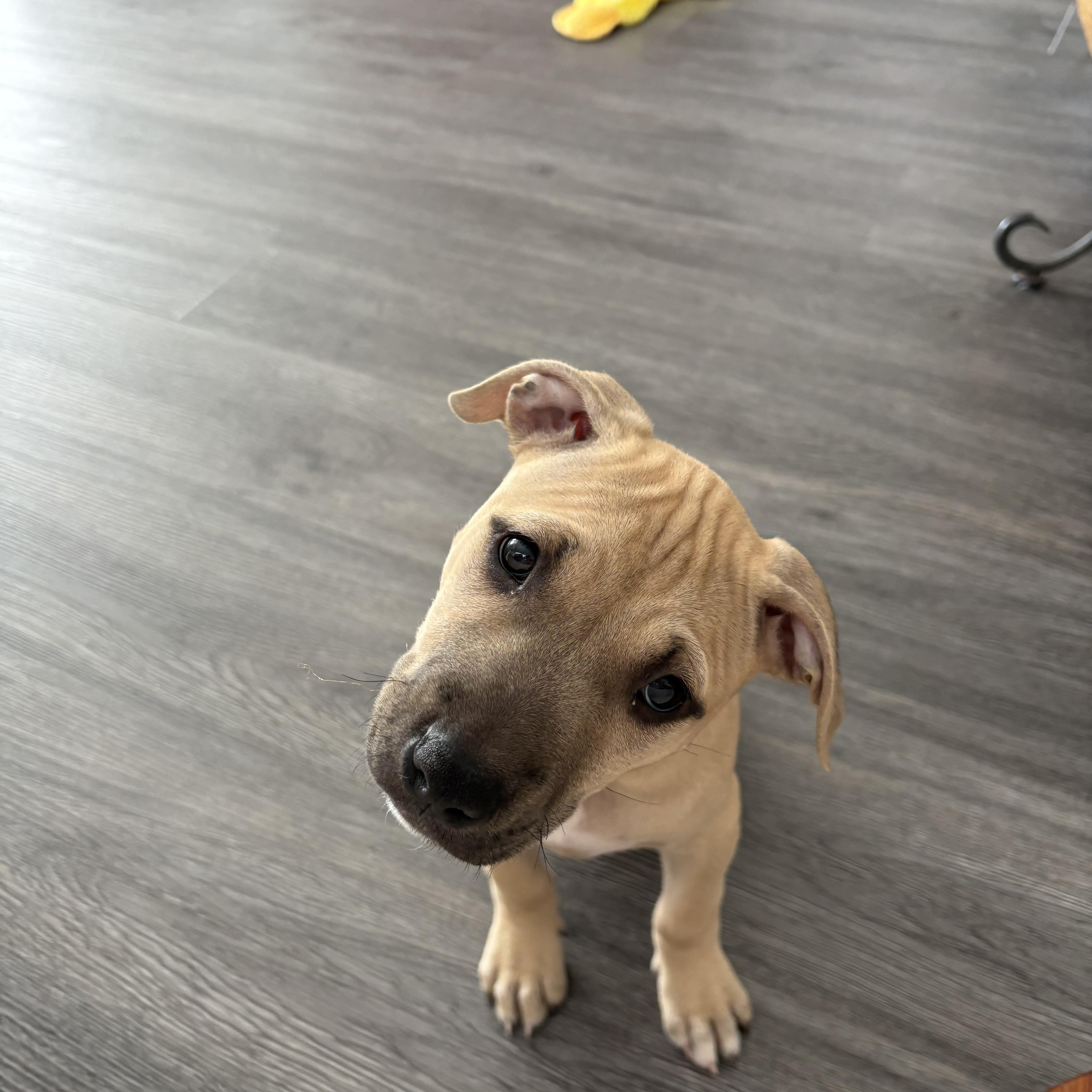 Enlarge Matilda, a ADOPTABLE mixed breed in Oceanport, NJ image 4/4