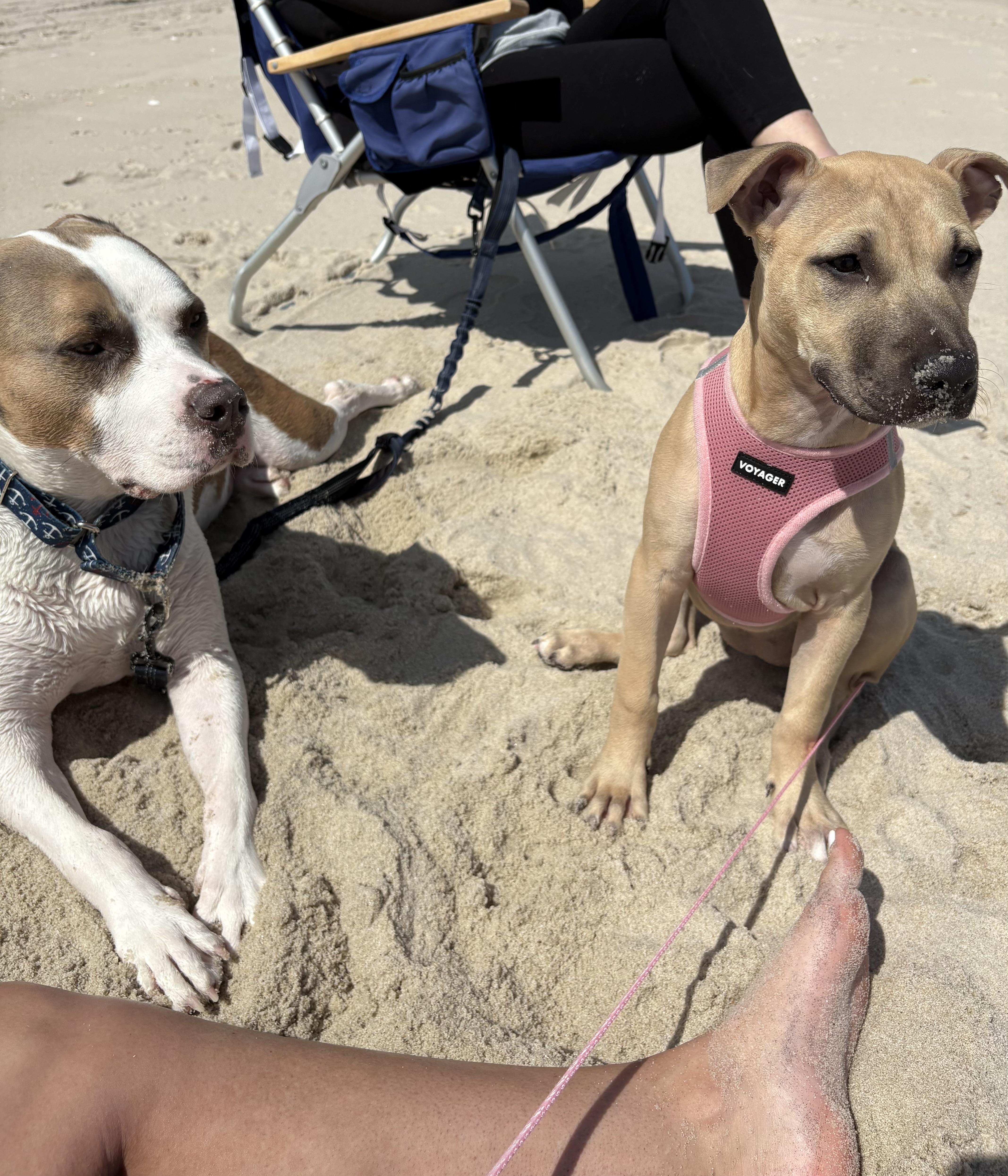 Enlarge Matilda, a ADOPTABLE mixed breed in Oceanport, NJ image 5/6