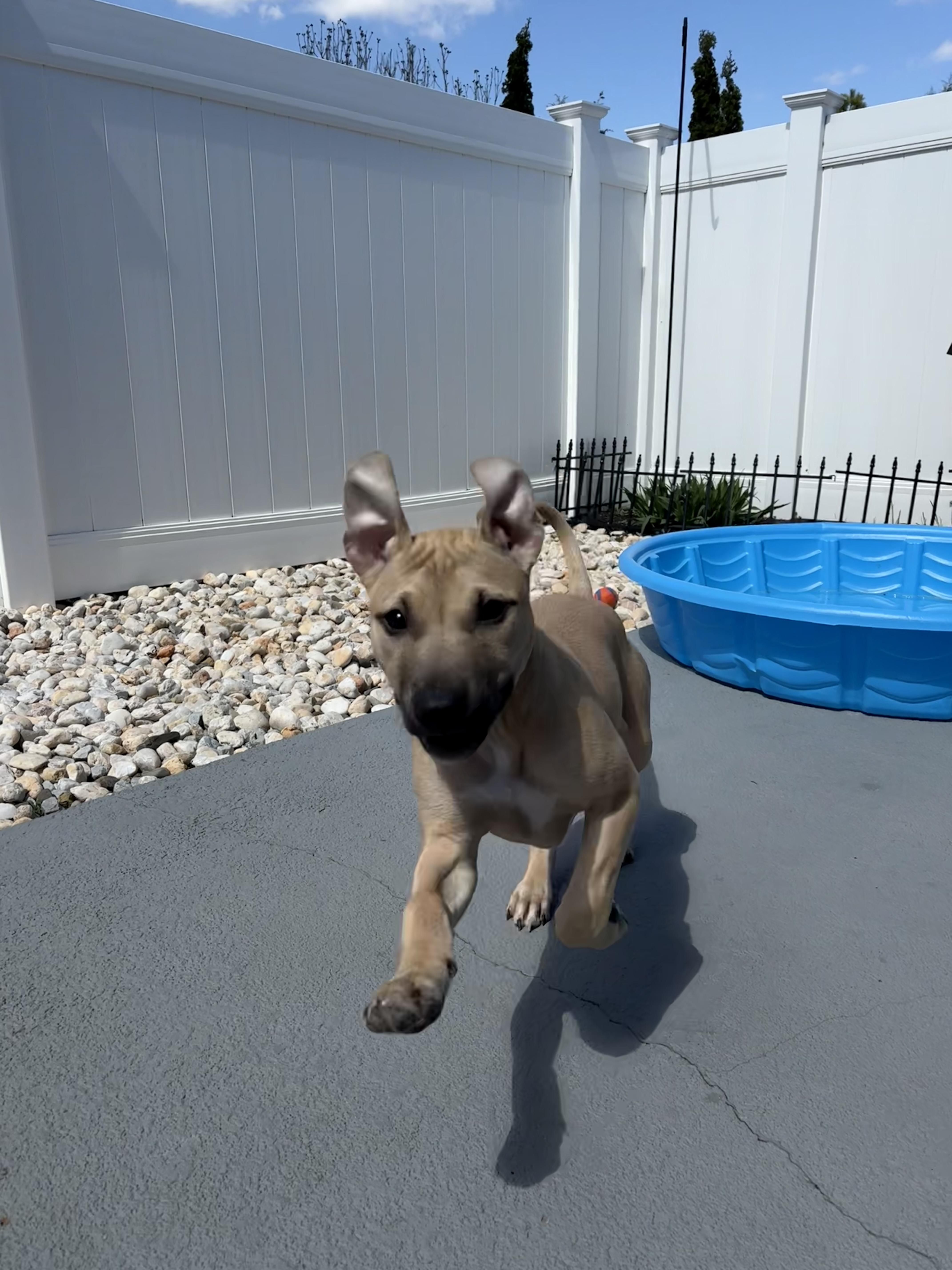 Matilda, ADOPTABLE, Puppy Female Pit Bull Terrier & American Staffordshire Terrier.