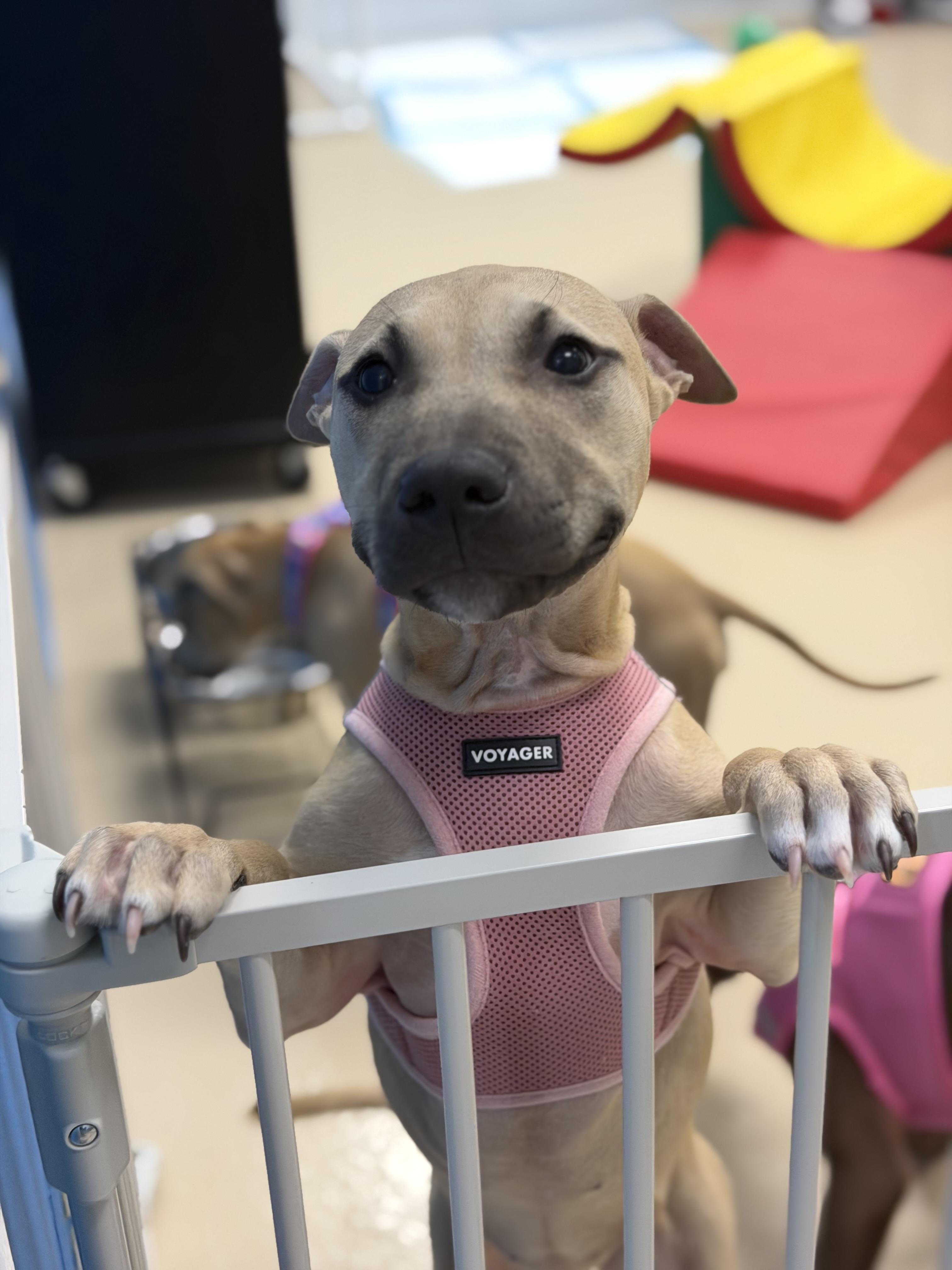 Enlarge Matilda, a ADOPTABLE mixed breed in Oceanport, NJ image 6/6