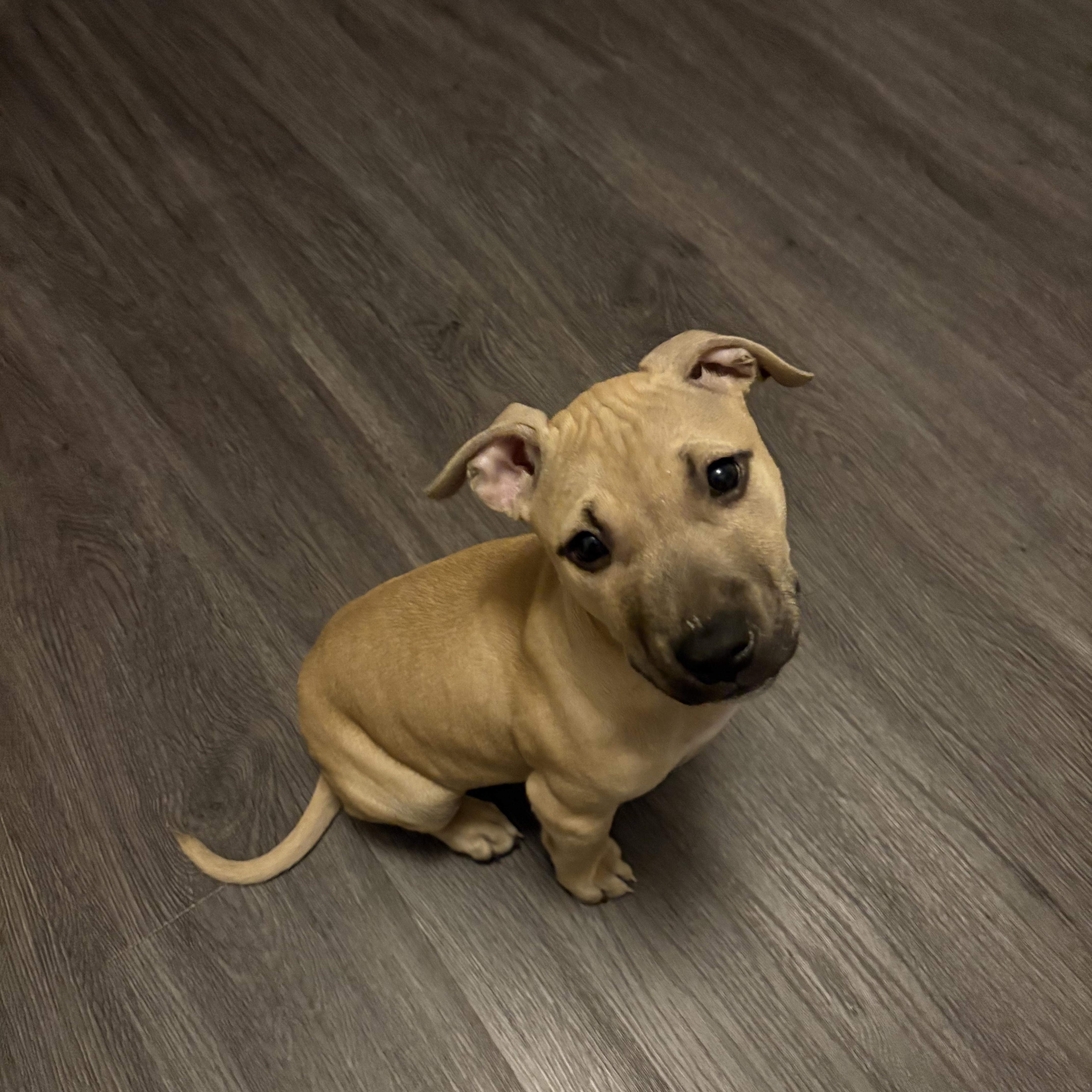 Enlarge Matilda, a ADOPTABLE mixed breed in Oceanport, NJ image 1/4