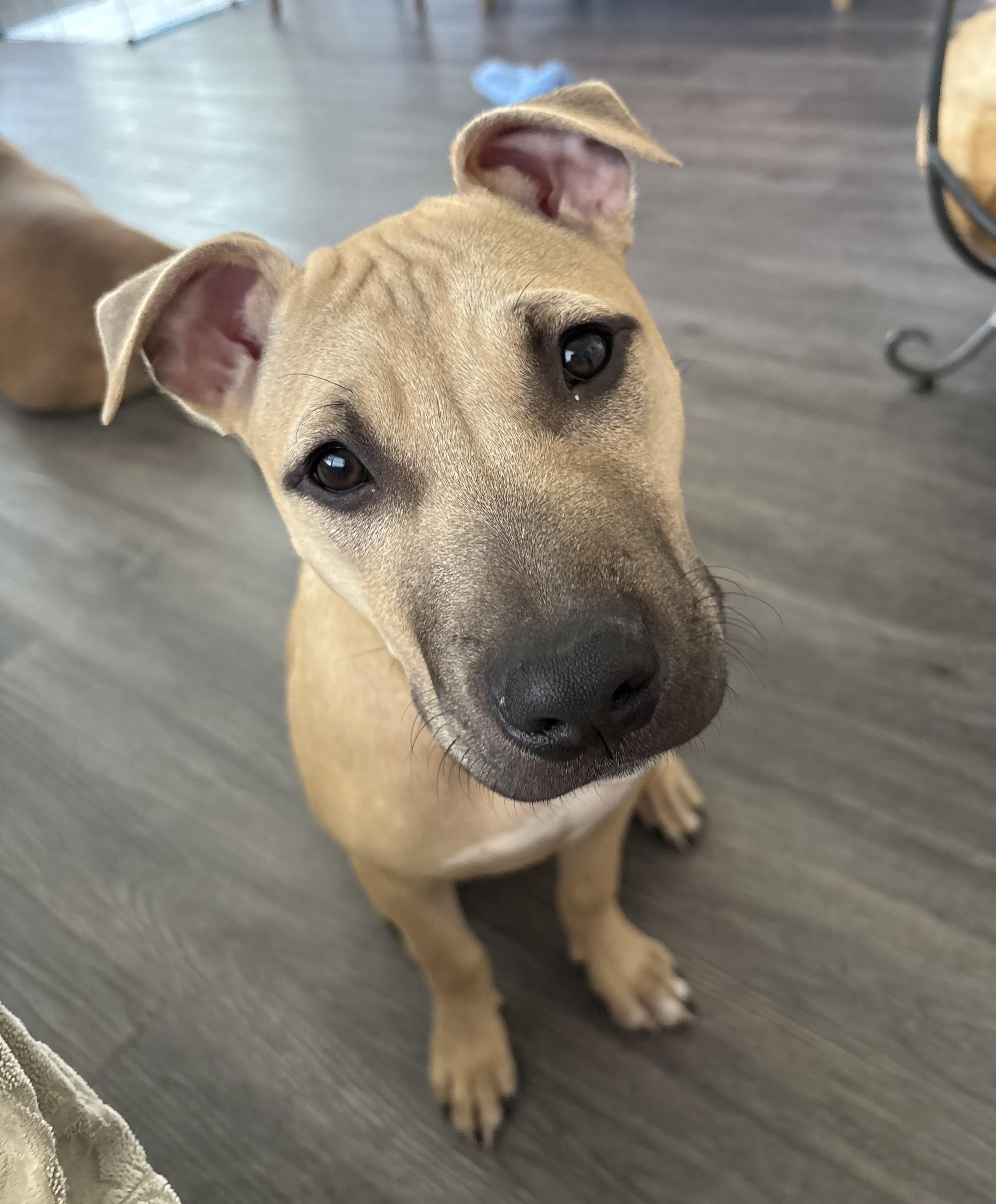Matilda, ADOPTABLE, Puppy Female Pit Bull Terrier & American Staffordshire Terrier.