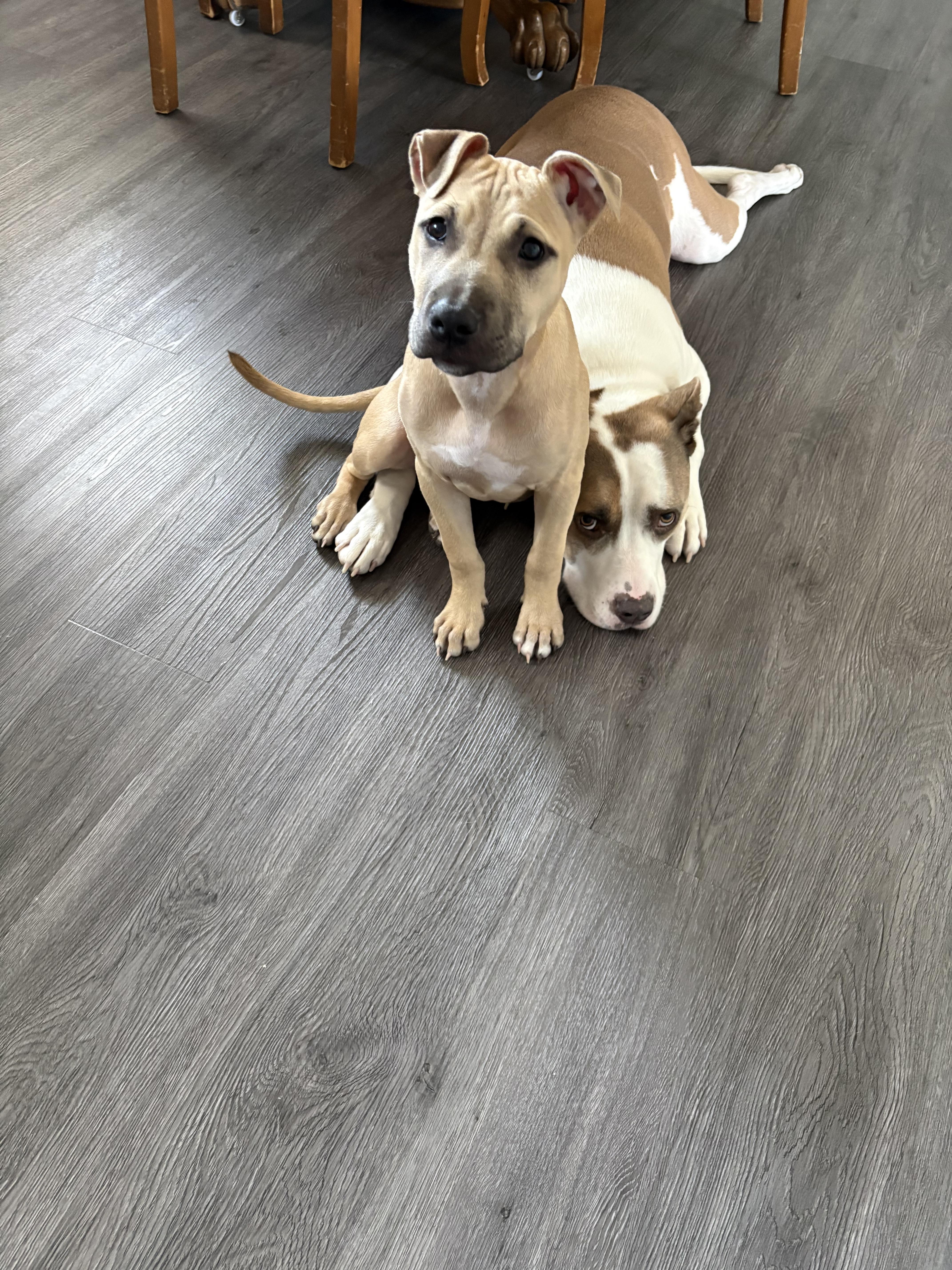 Enlarge Matilda, a ADOPTABLE mixed breed in Oceanport, NJ image 5/5