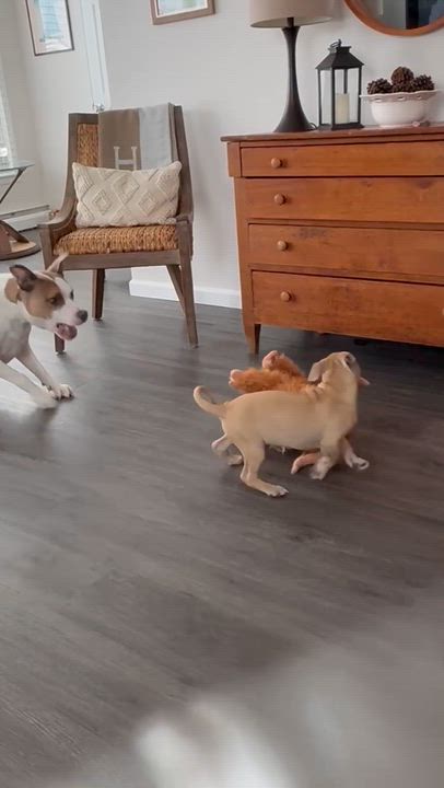 Enlarge Matilda, a ADOPTABLE mixed breed in Oceanport, NJ video 2/4