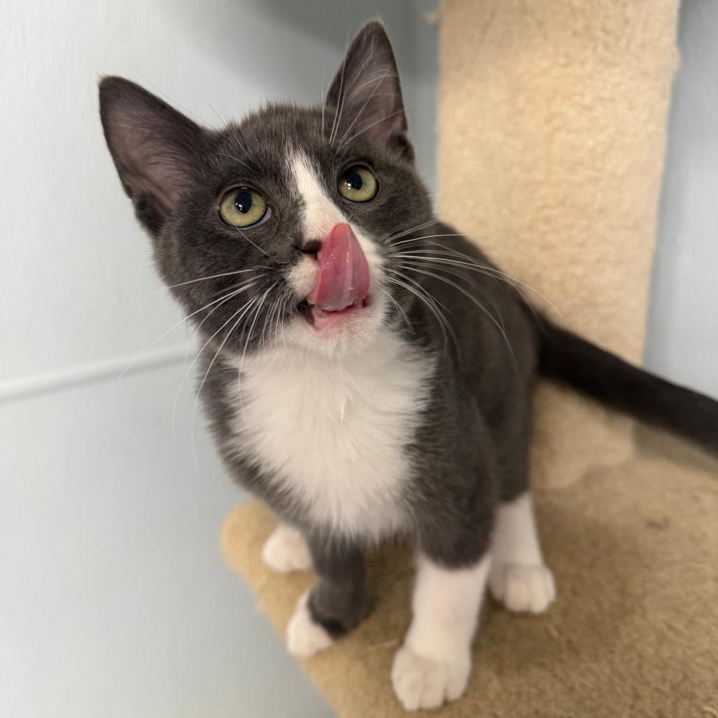 Cabo, Adoptable, Kitten Male Domestic Short Hair.