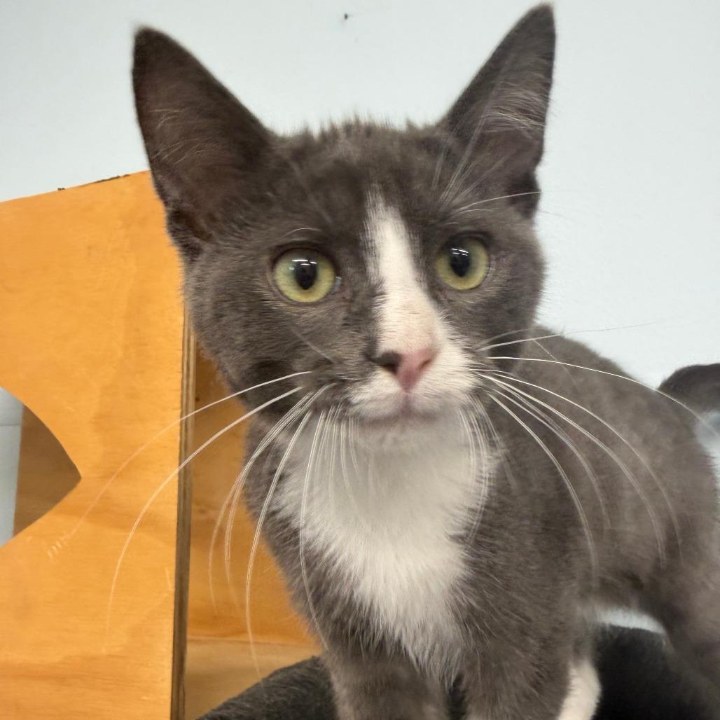 Enlarge Cabo, a Adoptable Domestic Short Hair in Pontiac, IL image 2/6
