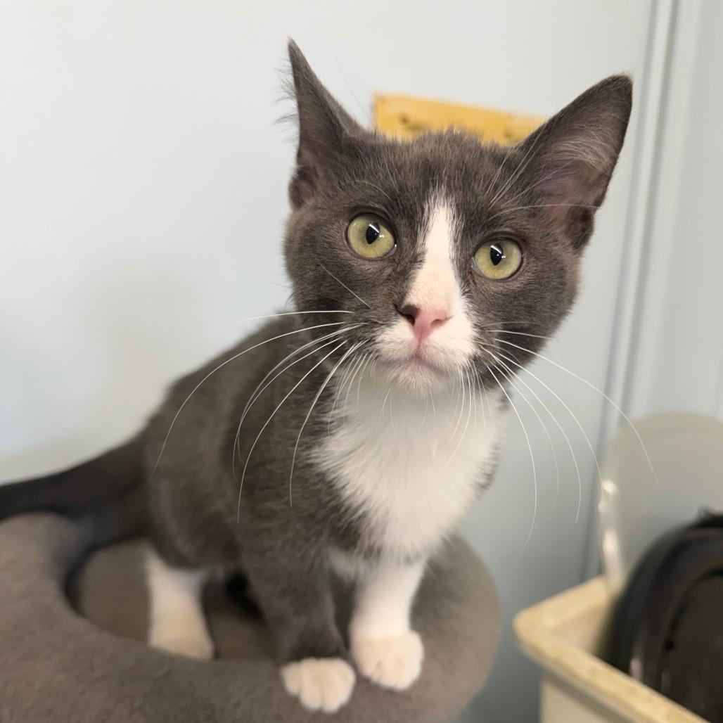 Enlarge Cabo, a Adoptable Domestic Short Hair in Pontiac, IL image 3/6