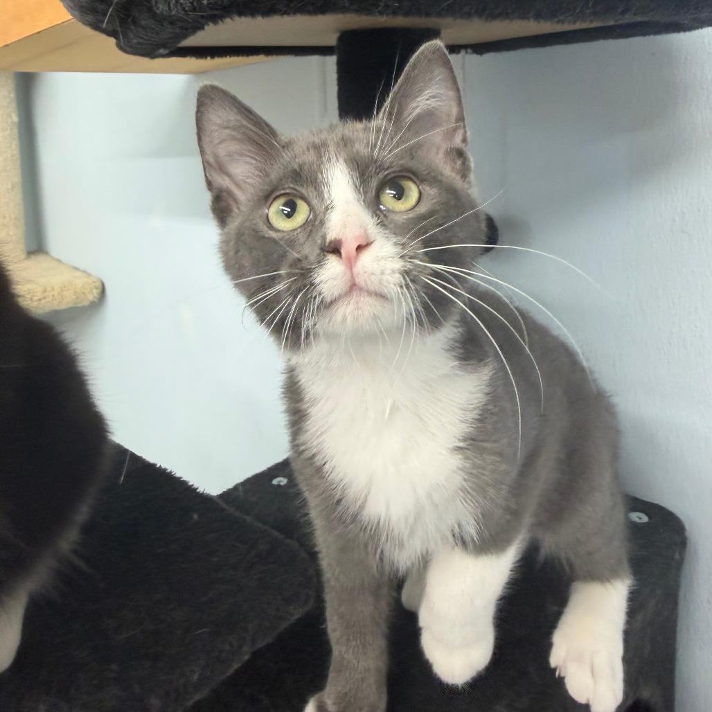 Enlarge Cabo, a Adoptable Domestic Short Hair in Pontiac, IL image 4/6