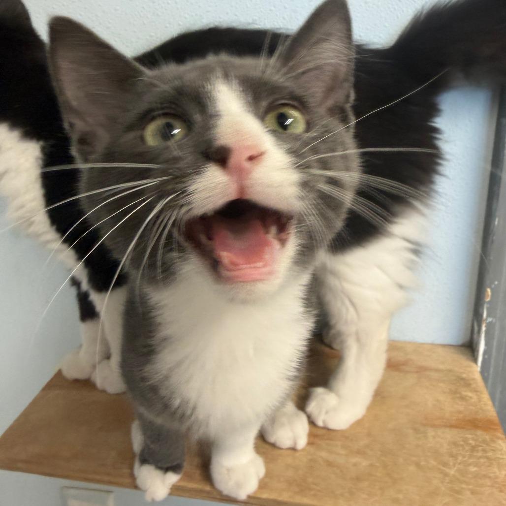 Enlarge Cabo, a Adoptable Domestic Short Hair in Pontiac, IL image 5/6