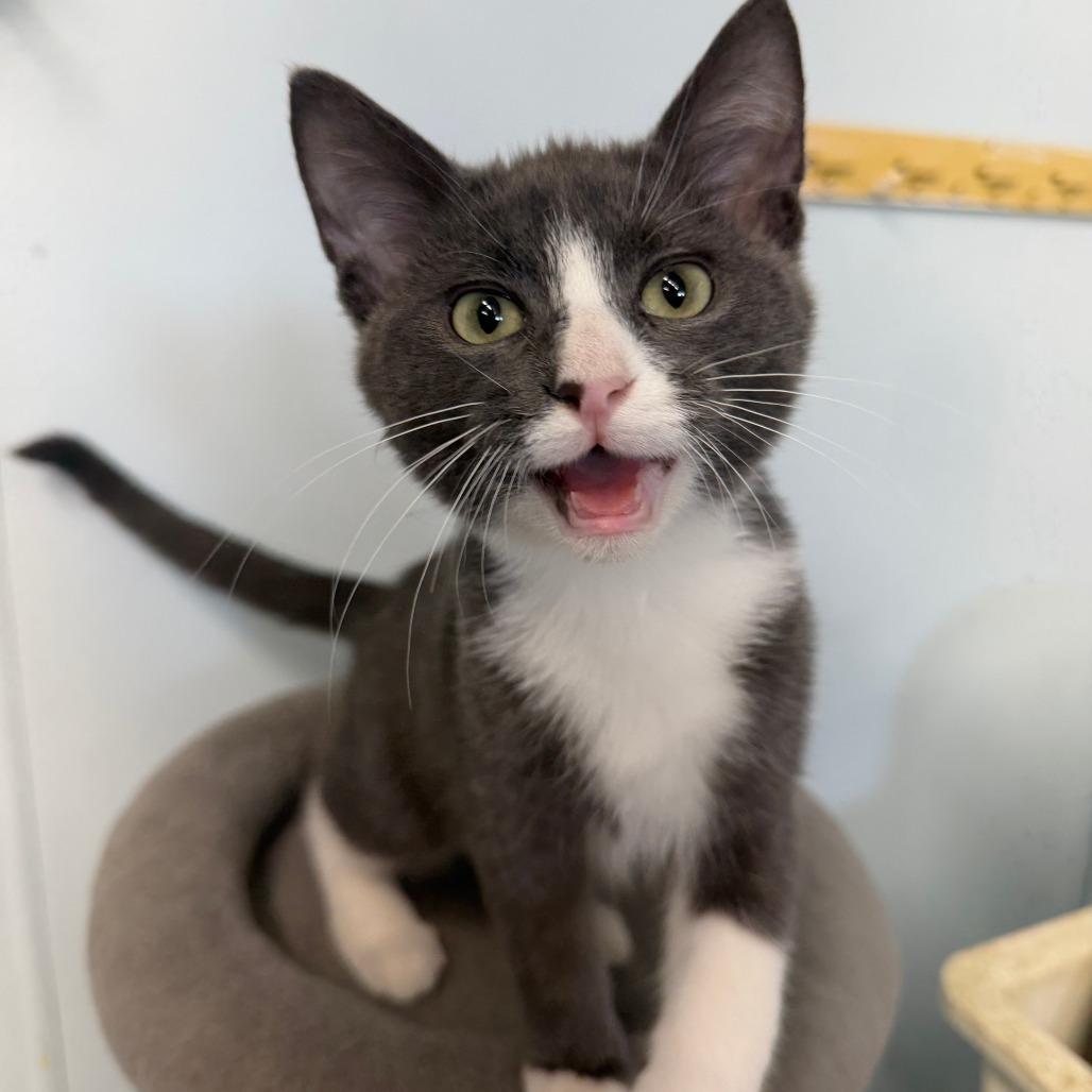 Enlarge Cabo, a Adoptable Domestic Short Hair in Pontiac, IL image 6/6