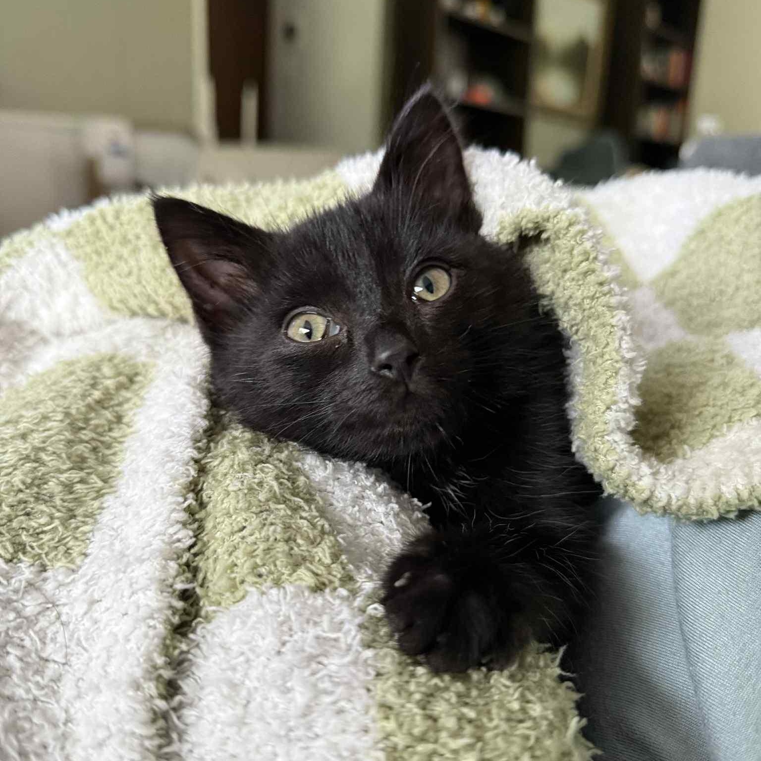Rune, Baby Male Domestic Short Hair