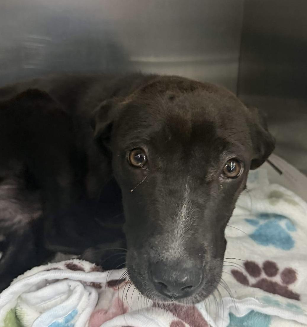 Lumi, Adoptable, Puppy Female Labrador Retriever.