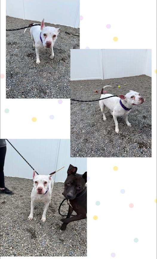 Winnie, Adoptable, Adult Female Mixed Breed.