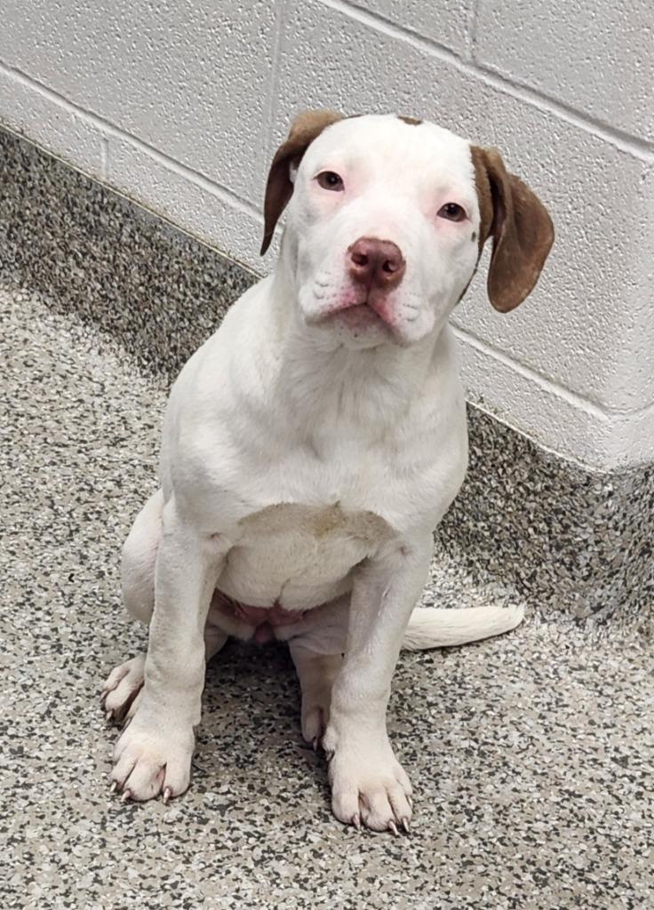 Enlarge Hyacinth, a Adoptable Terrier in Van Wert, OH image 1/2