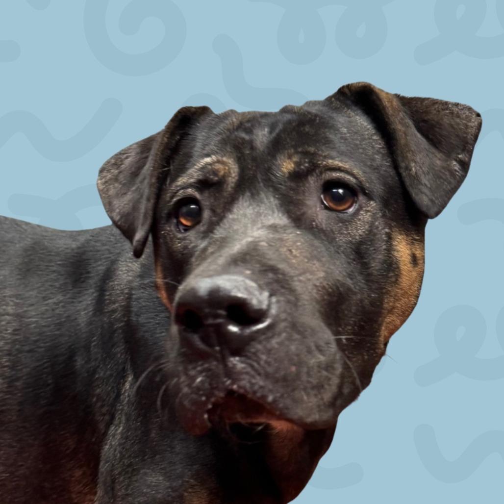 Persimmon, Adoptable, Adult Female Shepherd & Mixed Breed.