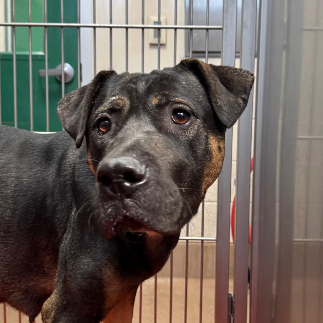 Enlarge Persimmon, a Adoptable mixed breed in Reno, NV image 2/3