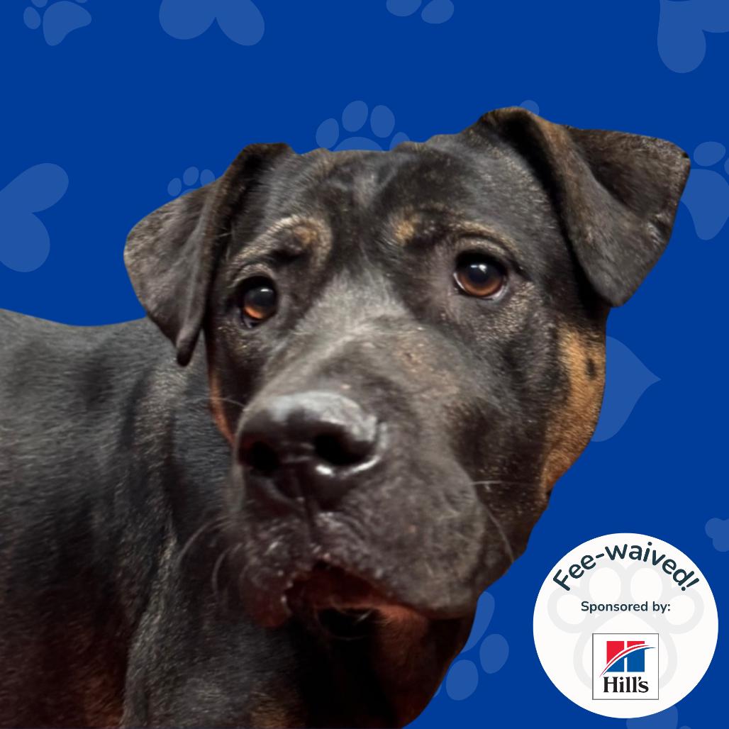Enlarge Persimmon, a Adoptable mixed breed in Reno, NV image 3/3