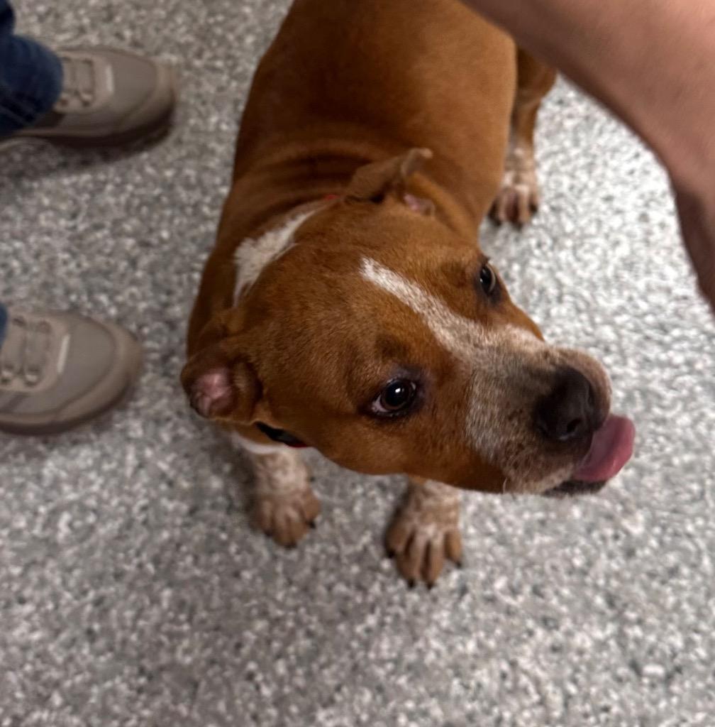 Millie, Adoptable, Young Female Staffordshire Bull Terrier.