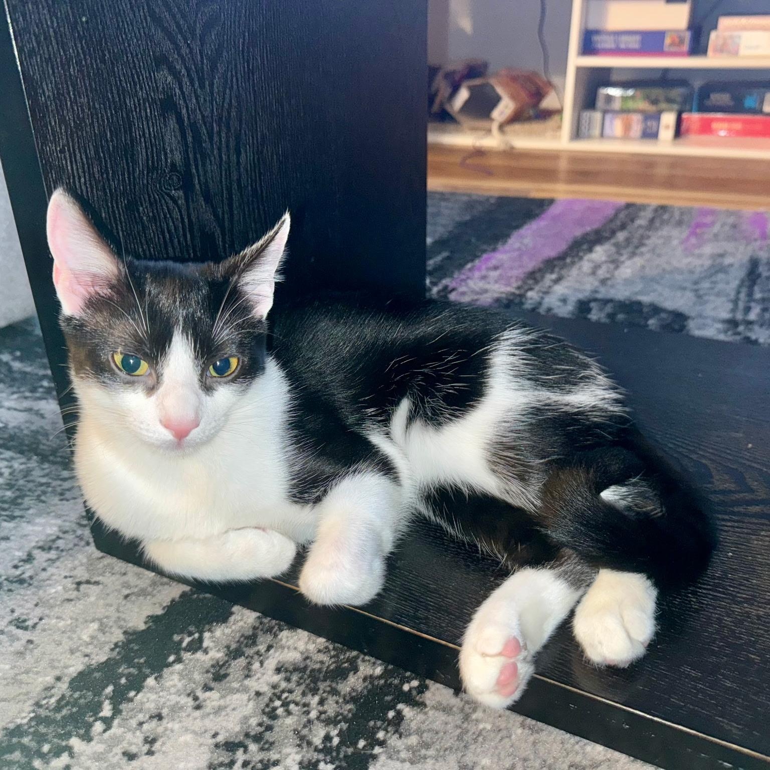 Clove, Adoptable, Young Female Domestic Short Hair.