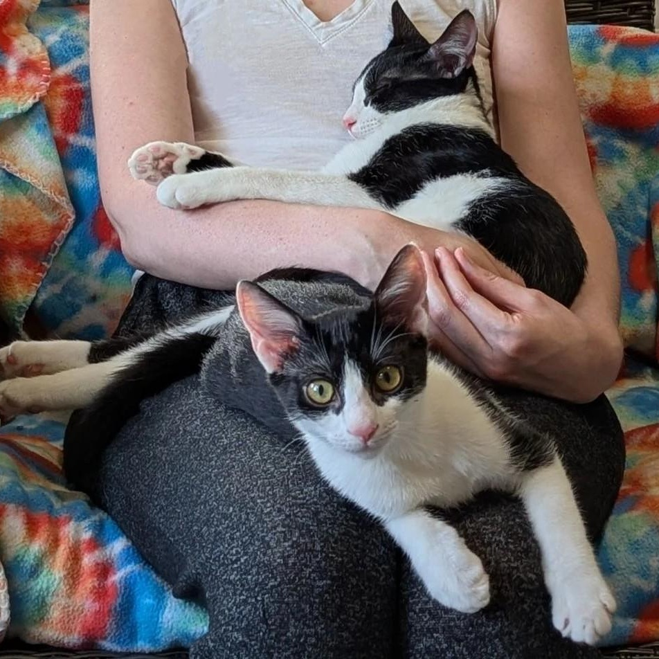 Enlarge Clove, a Adoptable Domestic Short Hair in Nashville, TN image 2/5