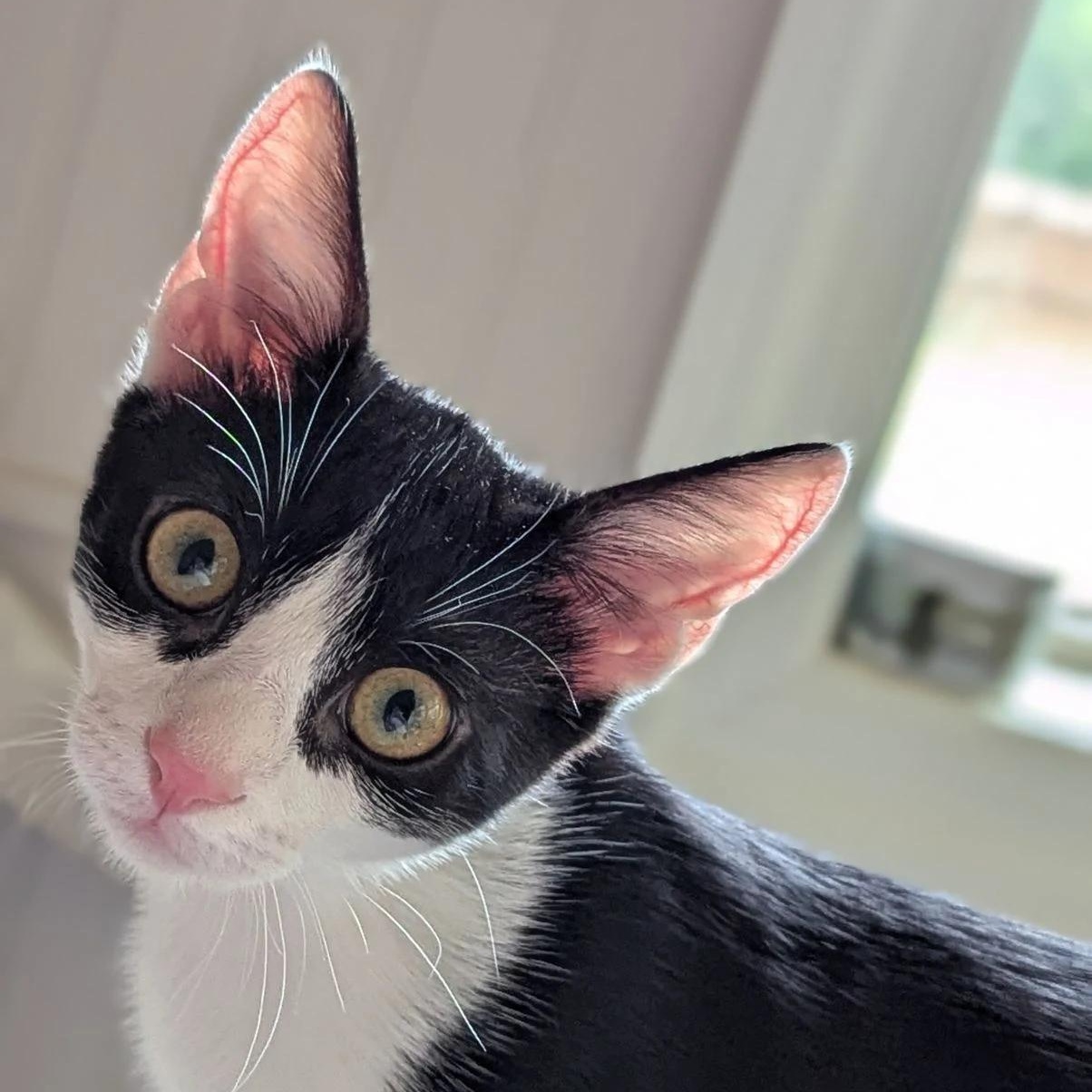 Enlarge Clove, a Adoptable Domestic Short Hair in Nashville, TN image 3/5