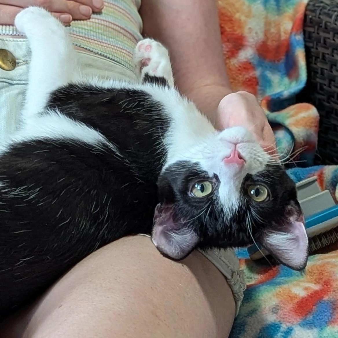 Enlarge Clove, a Adoptable Domestic Short Hair in Nashville, TN image 4/5