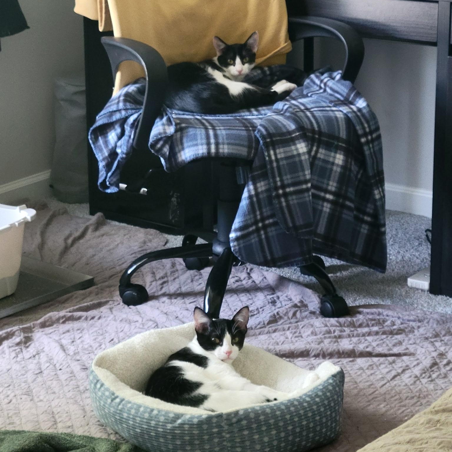 Enlarge Clove, a Adoptable Domestic Short Hair in Nashville, TN image 5/5