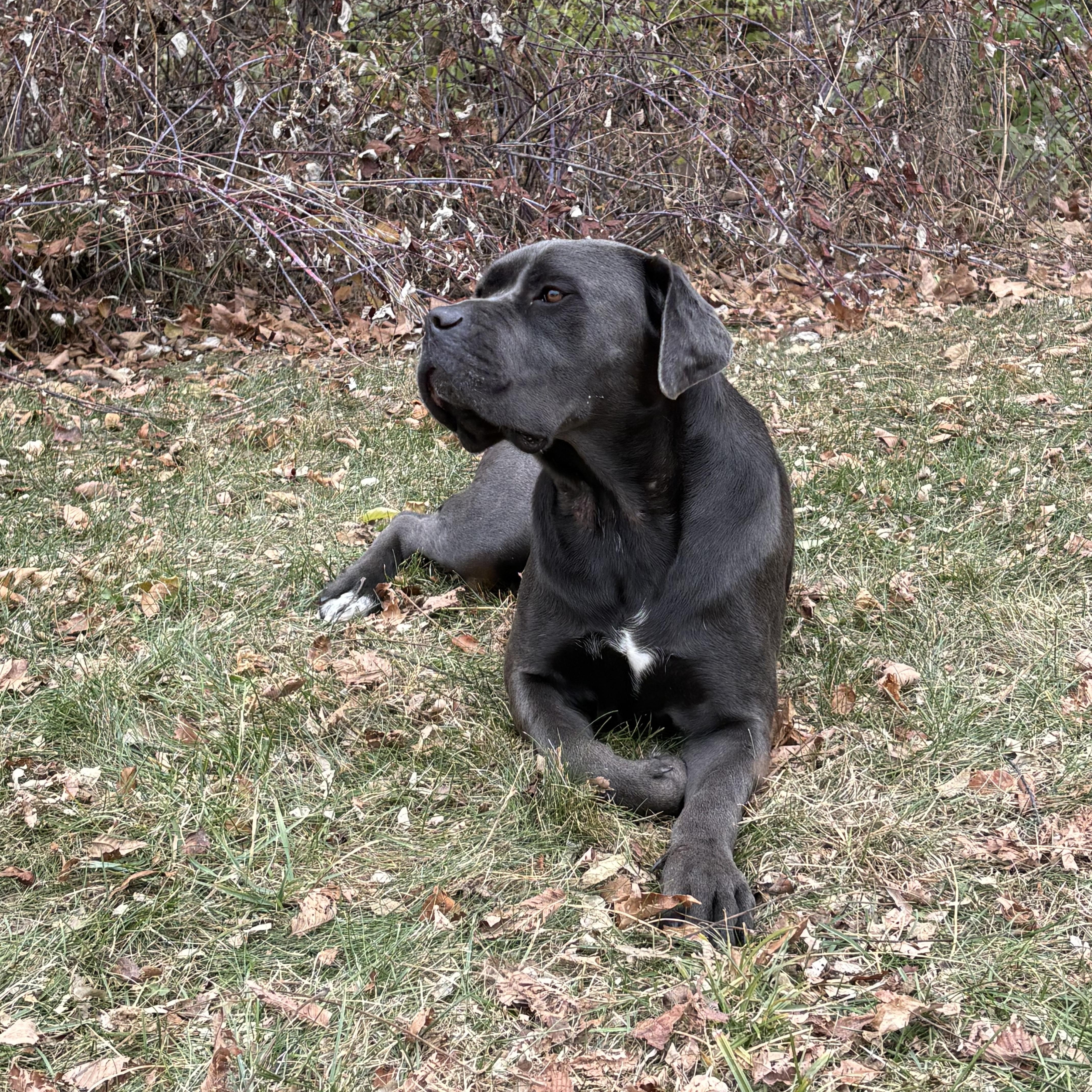 LADY, Adoptable, Adult Female Cane Corso.