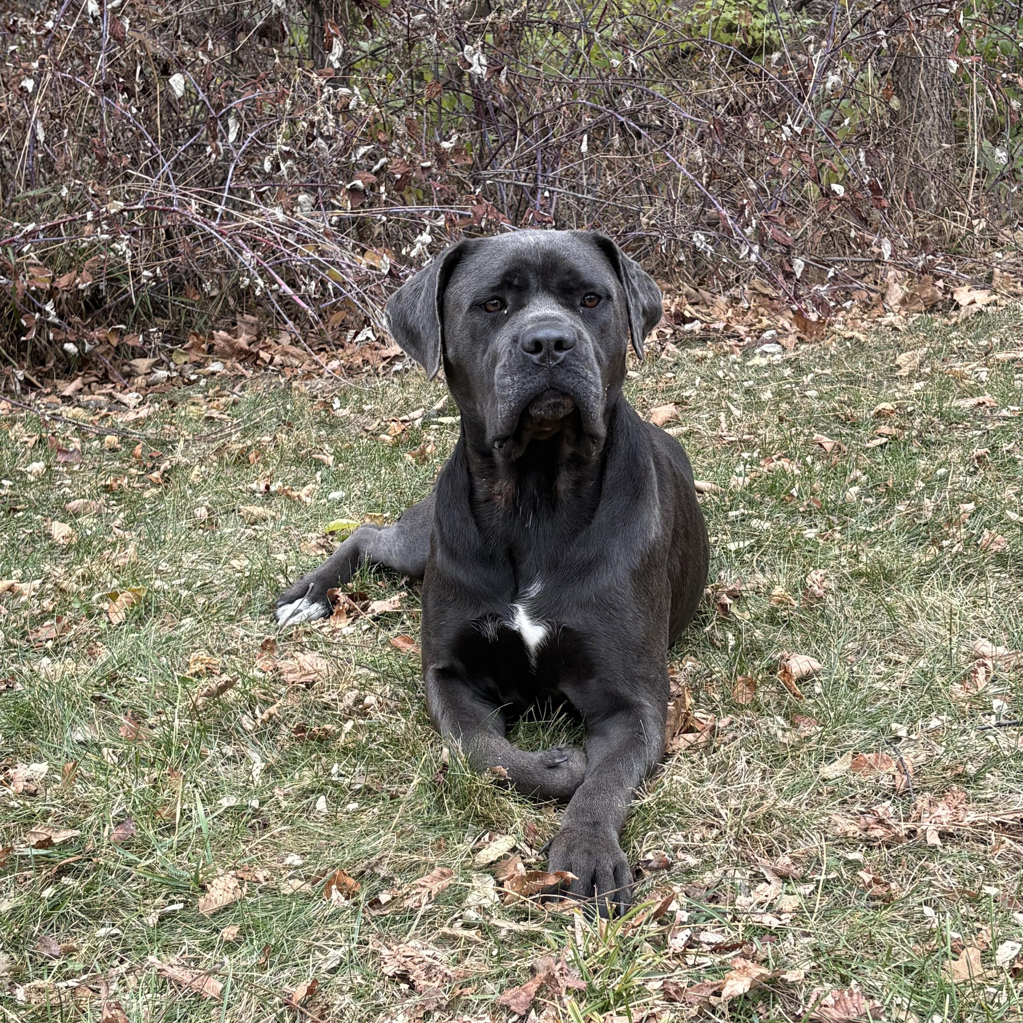 LADY, a Adoptable Cane Corso in Evansville, WI image 2/3