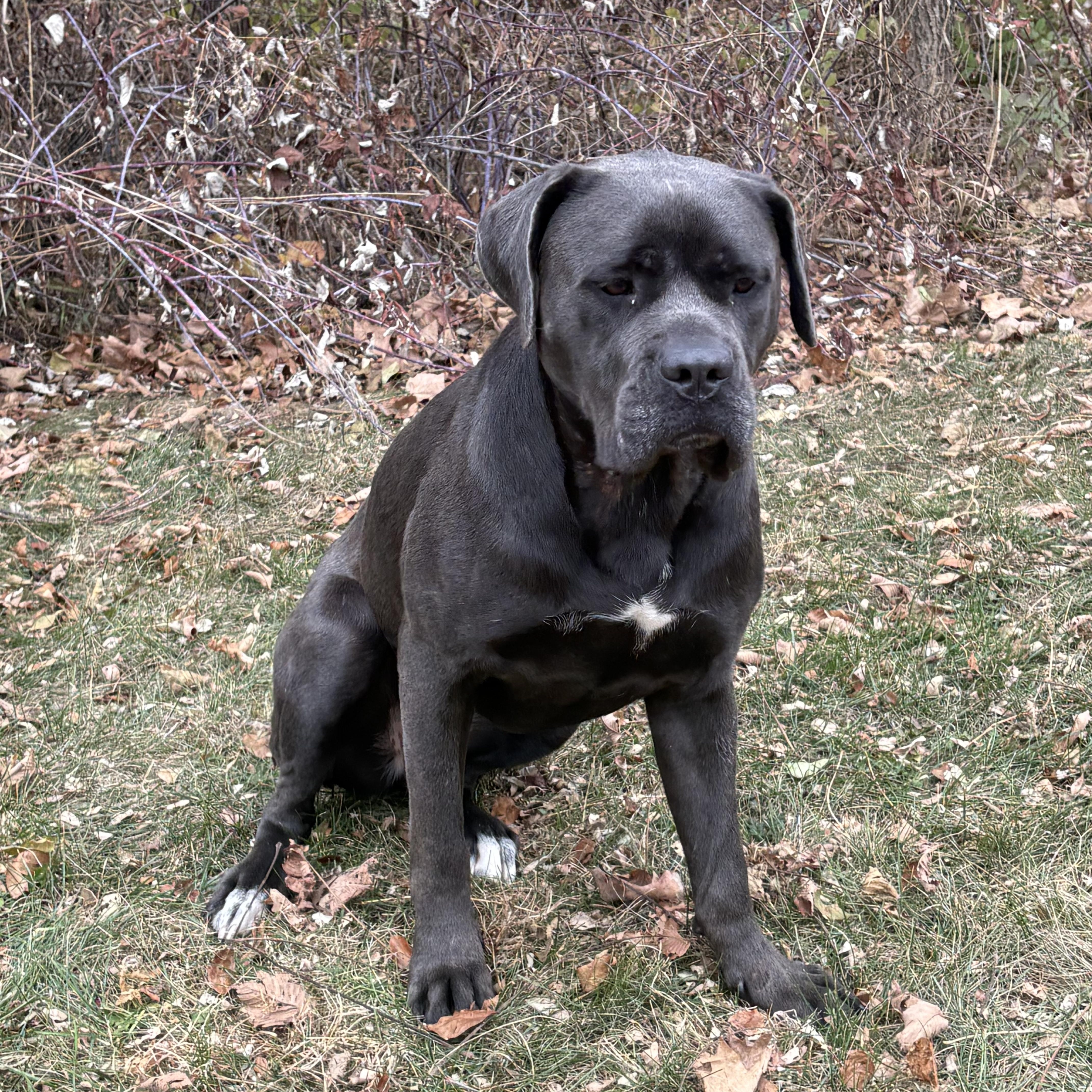 LADY, a Adoptable Cane Corso in Evansville, WI image 3/3