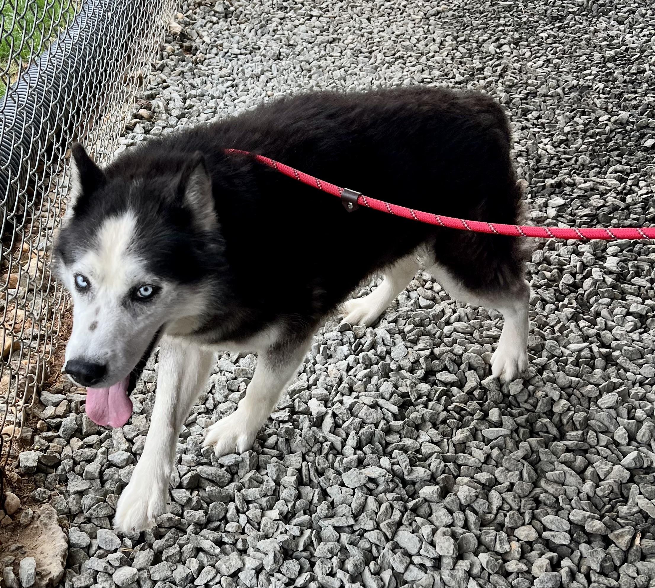 Shadow, a ADOPTABLE Husky in sparta, NC image 3/5