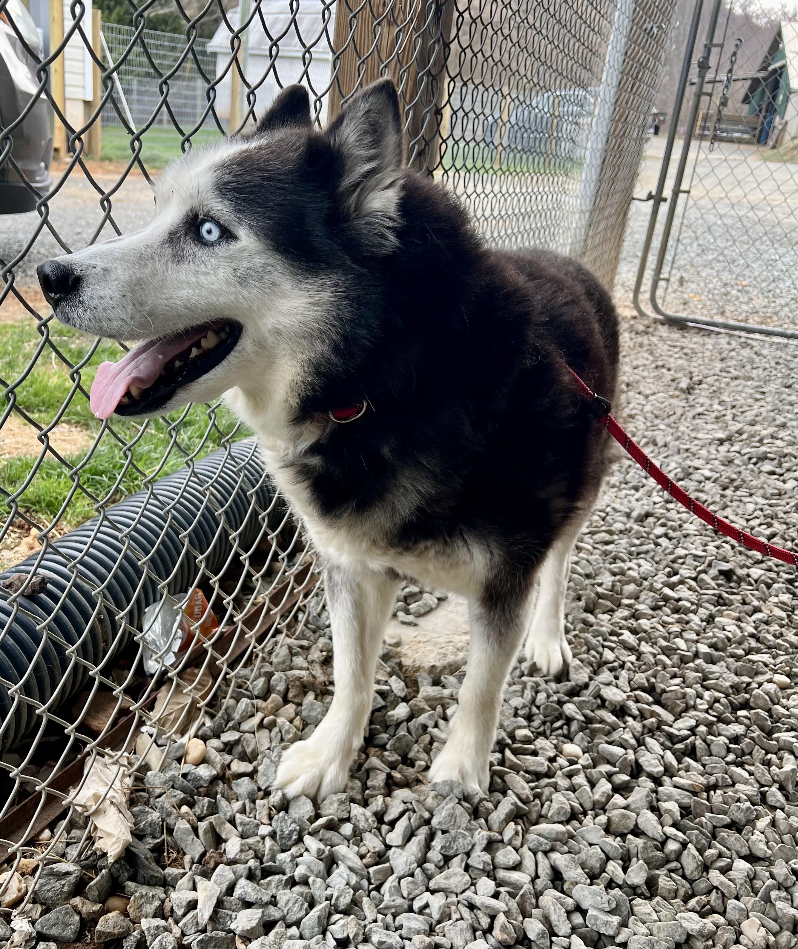 Shadow, a ADOPTABLE Husky in sparta, NC image 4/5