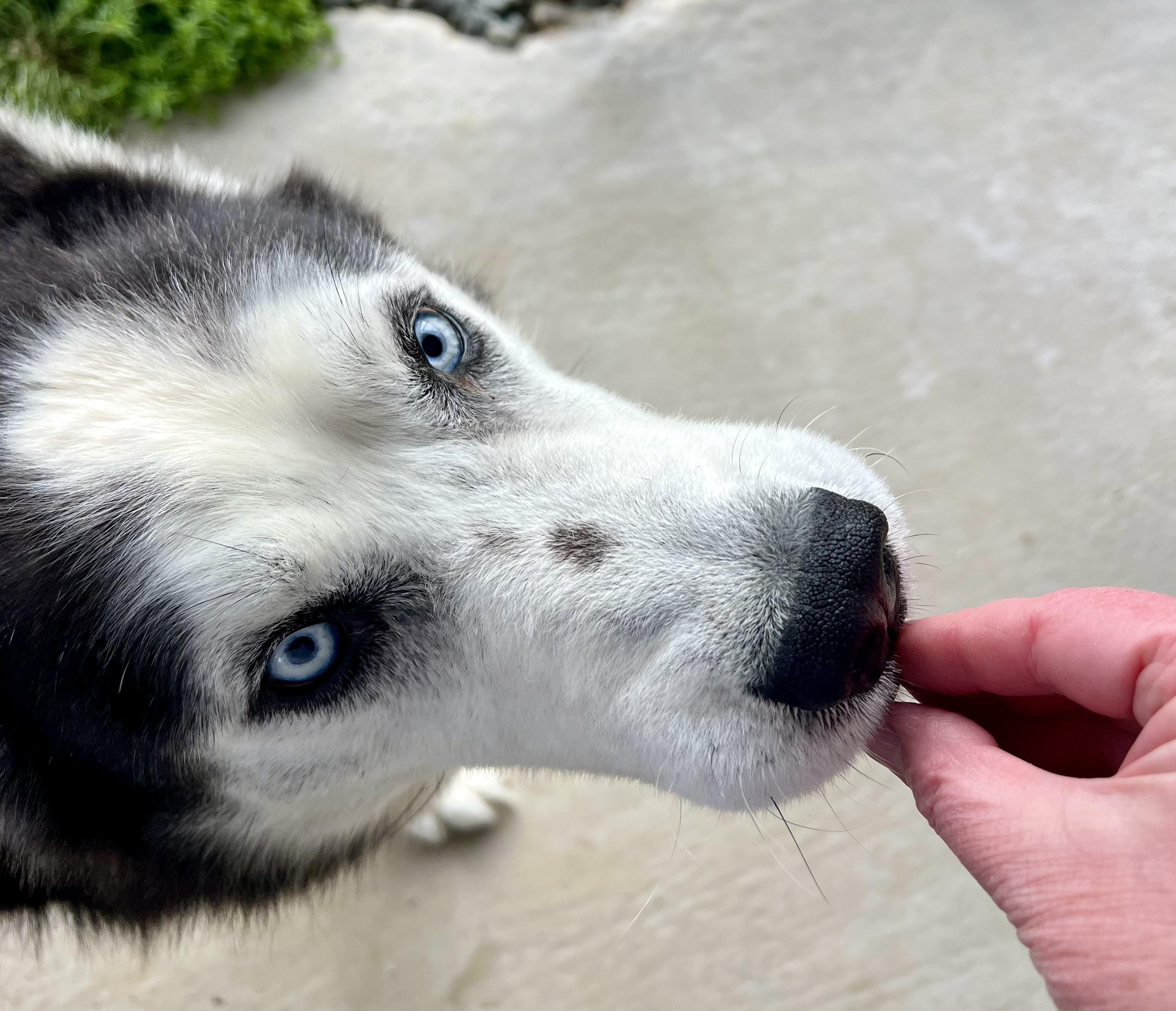 Shadow, a ADOPTABLE Husky in sparta, NC image 5/5
