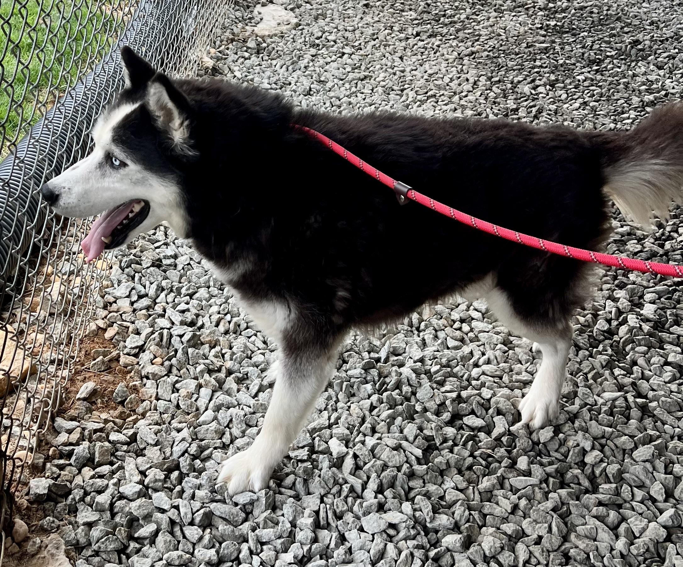 Shadow, a ADOPTABLE Husky in sparta, NC image 2/5
