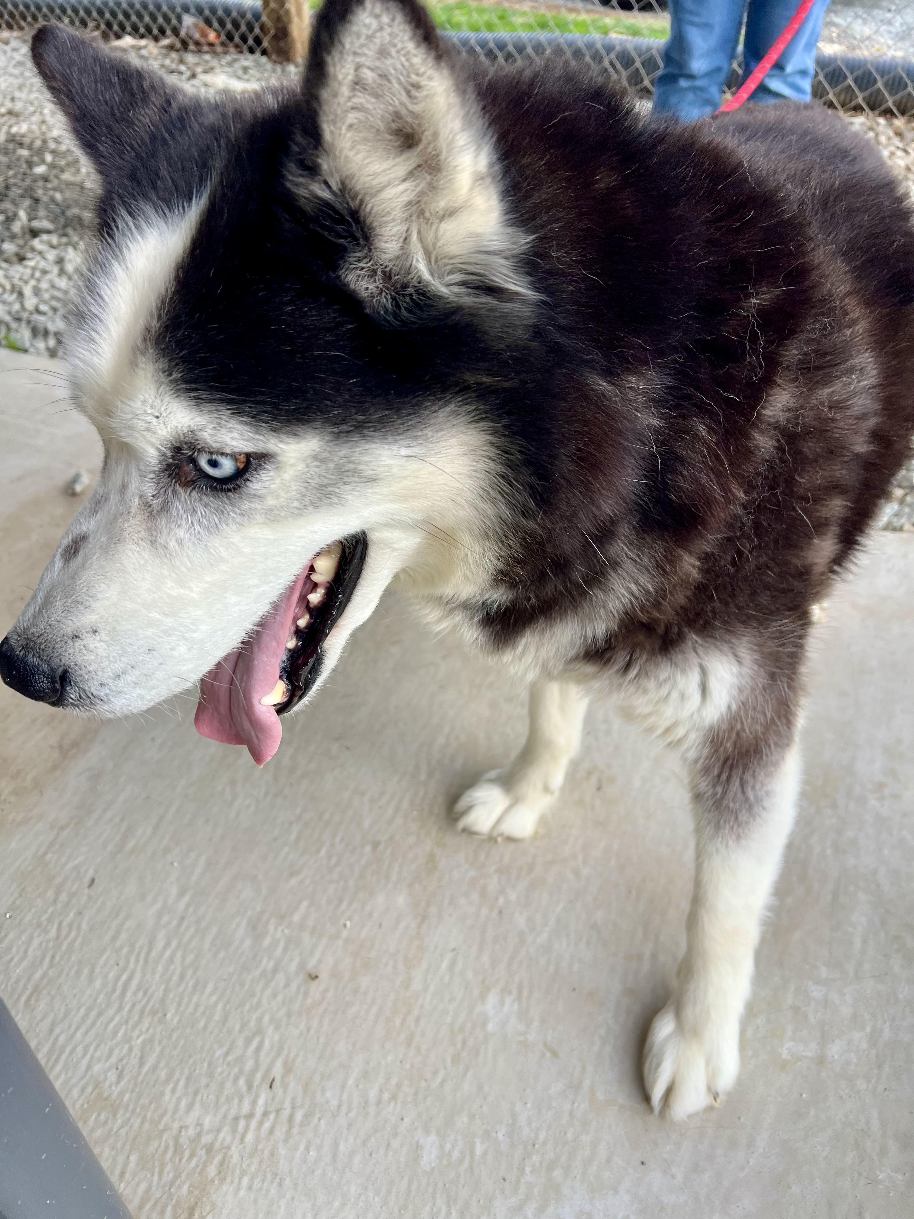 Shadow, ADOPTABLE, Senior Male Husky.