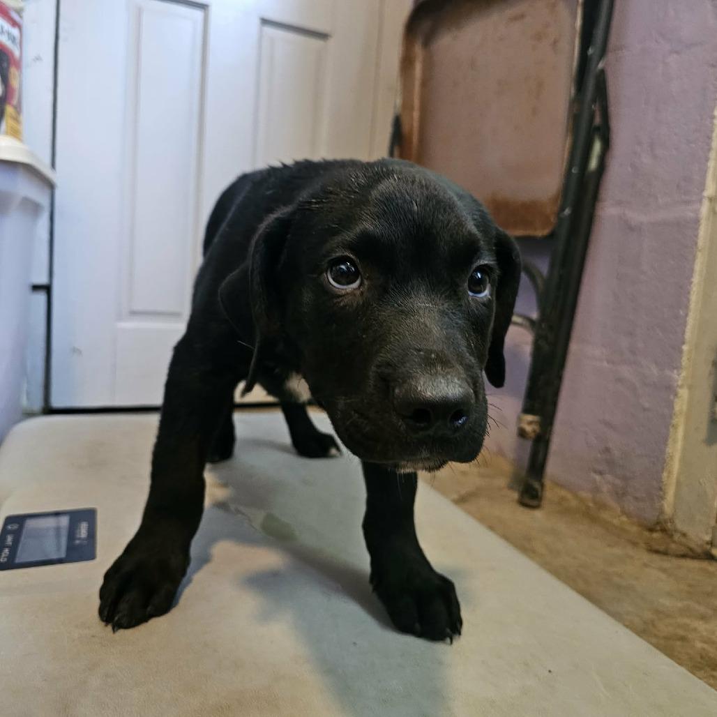 Enlarge Acoma, a Adoptable Mixed Breed in Pulaski, TN image 3/4