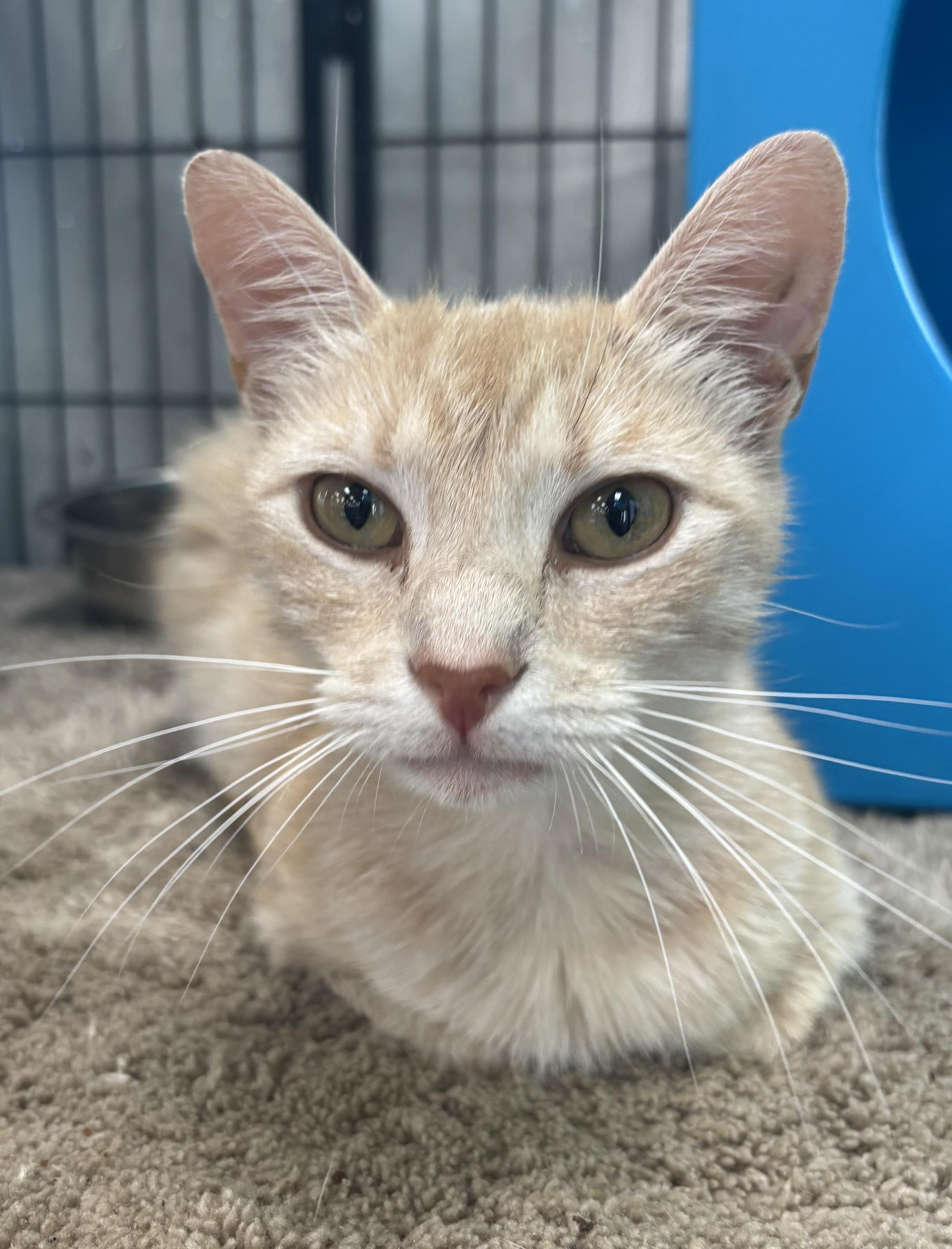 Enlarge Veronica, a ADOPTABLE Tabby in Bear, DE image 2/4