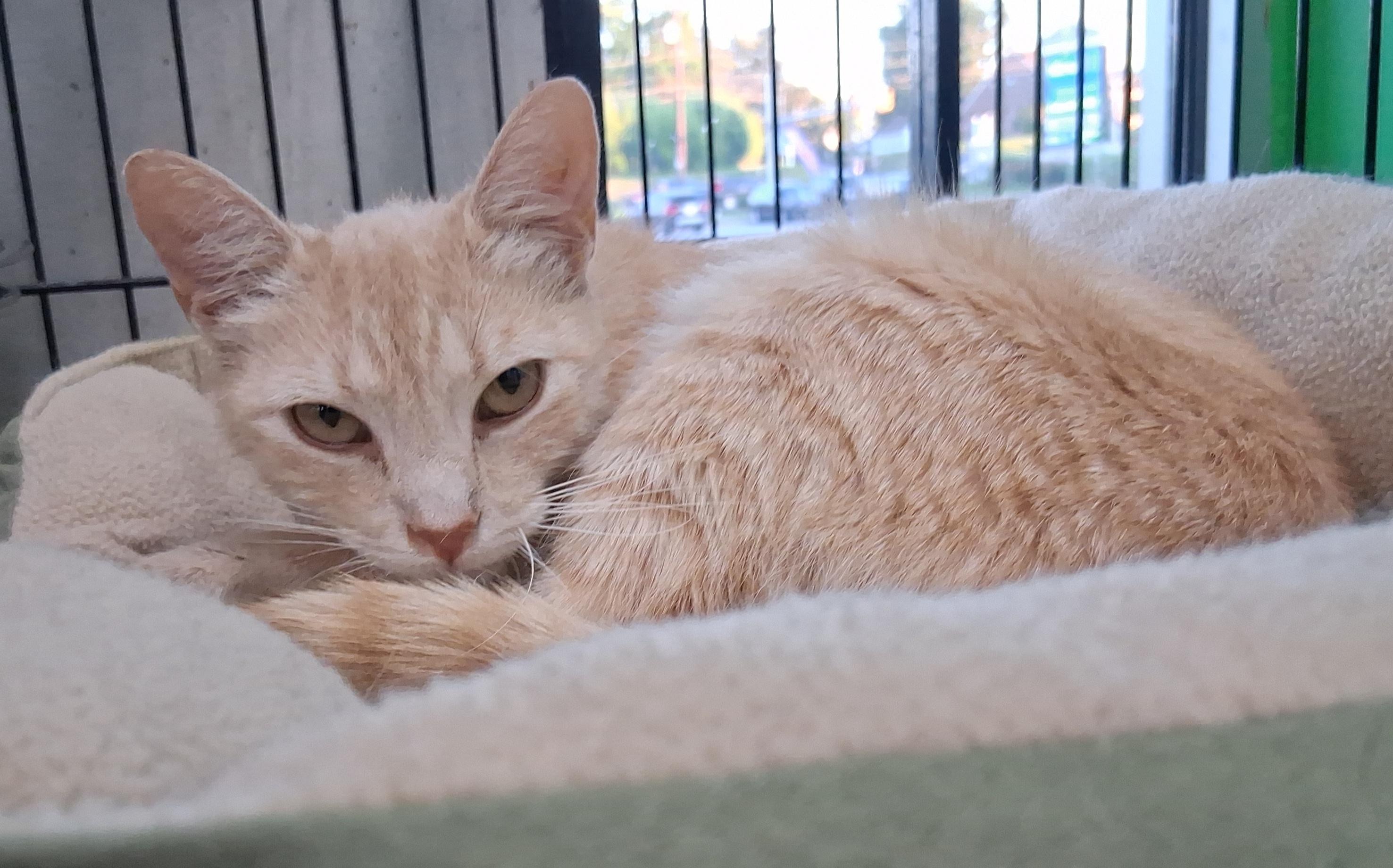 Veronica, ADOPTABLE, Adult Female Tabby.