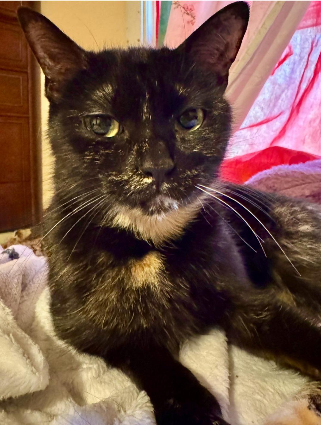 Whitney, a ADOPTABLE mixed breed in Glastonbury, CT image 6/6