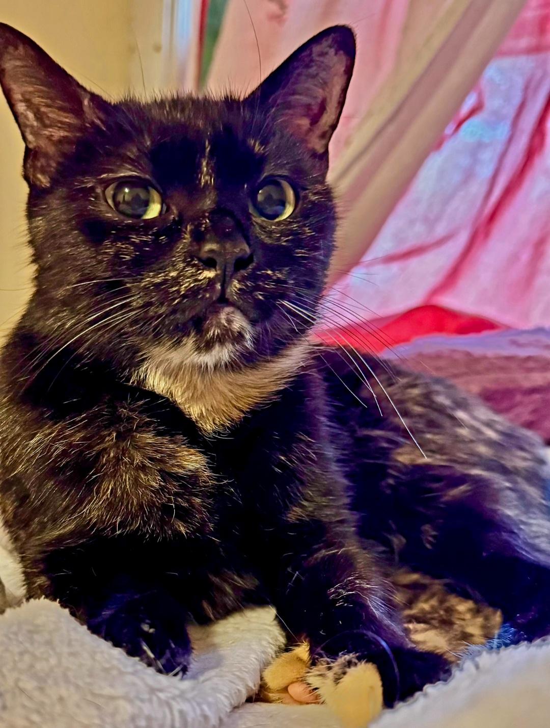 Whitney, a ADOPTABLE mixed breed in Glastonbury, CT image 4/6