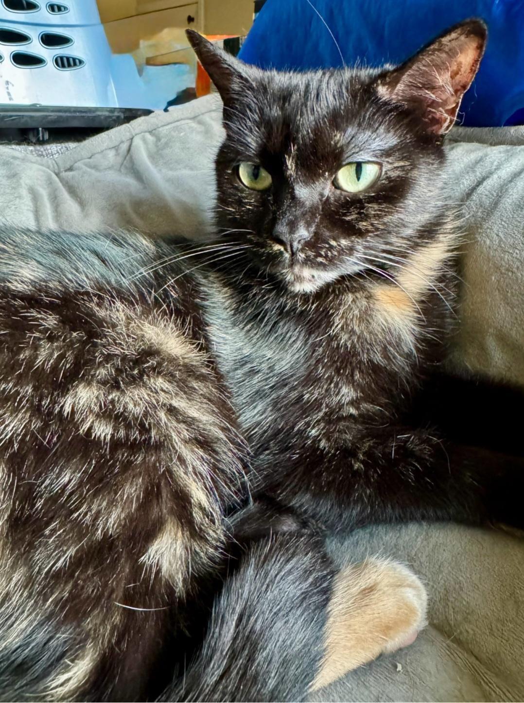 Whitney, ADOPTABLE, Young Female Tortoiseshell & Calico.